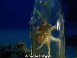 octopus in your home I found this litle octopus in your n... by Ernesto Rodriguez 
